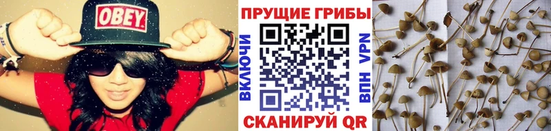 где можно купить   Тихорецк  Галлюциногенные грибы Magic Shrooms 